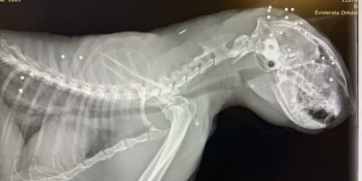 image: Katt funnet med 31 hagl i kroppen